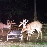 Lowlands Whitetails New York Deer Hunting Ranch