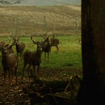 Visit Lowlands Whitetails Hunting Ranch in New York