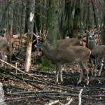Visit Lowlands Whitetail Hunting Ranch in New York