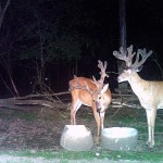 The Deer of Lowlands Whitetails Hunting Ranch
