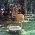 The Deer of Lowlands Whitetails Hunting Ranch