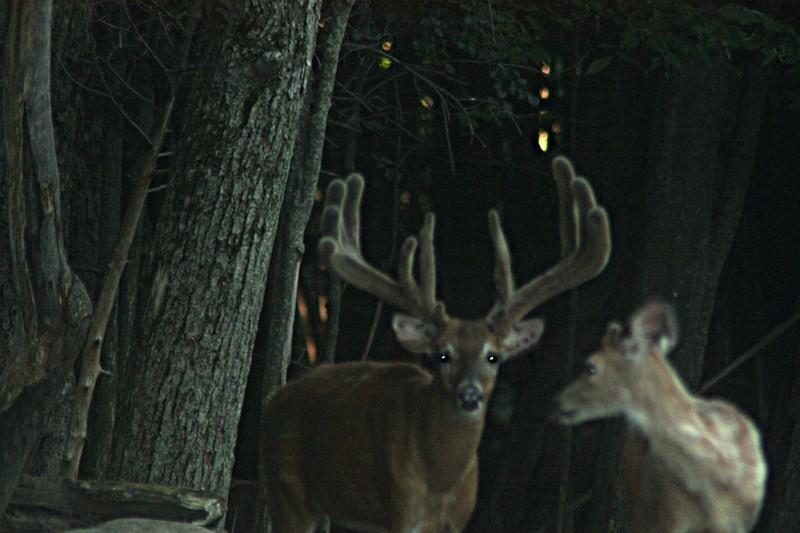 Lowlands Whitetails Deer Hunting Ranch 7524