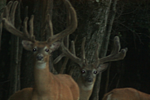 Lowlands Whitetails Deer Hunting Ranch 7618