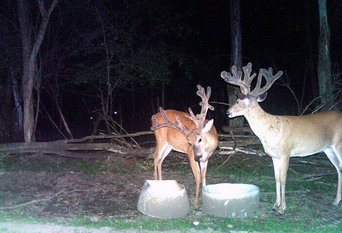 Visit Lowlands Whitetail Hunting Ranch in New York